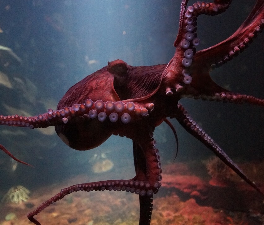Kraken, an octopus