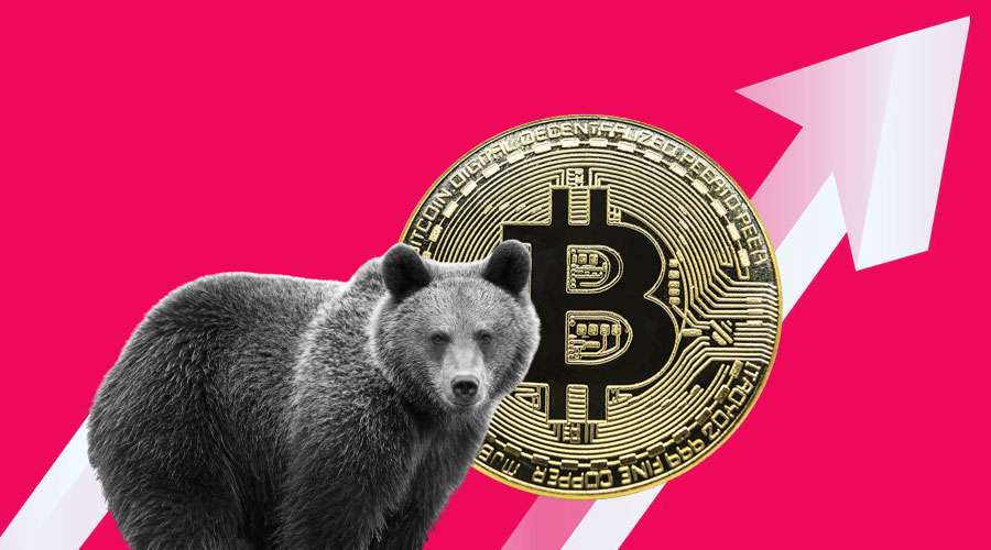 crypto bear