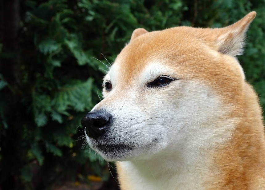 Shiba Inu Community Destroys 35M SHIB, Will It Shift The Momentum?