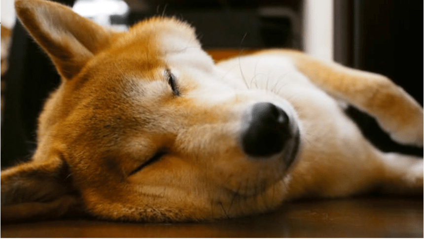 Shiba Inu