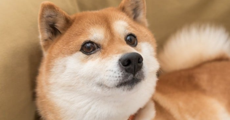 Shiba Inu