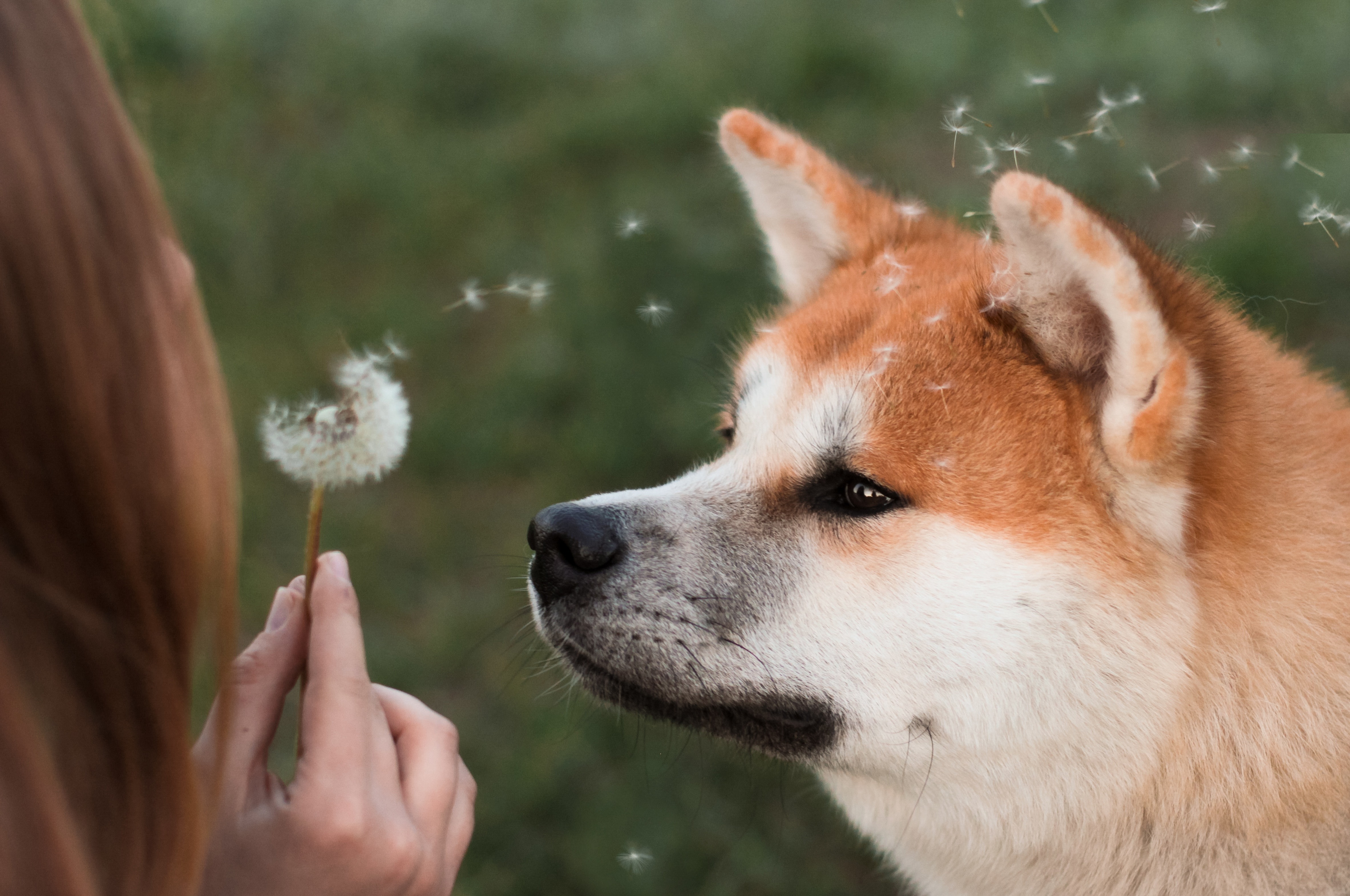 Dogecoin Under The Microscope – Historical Data Points To Rebound