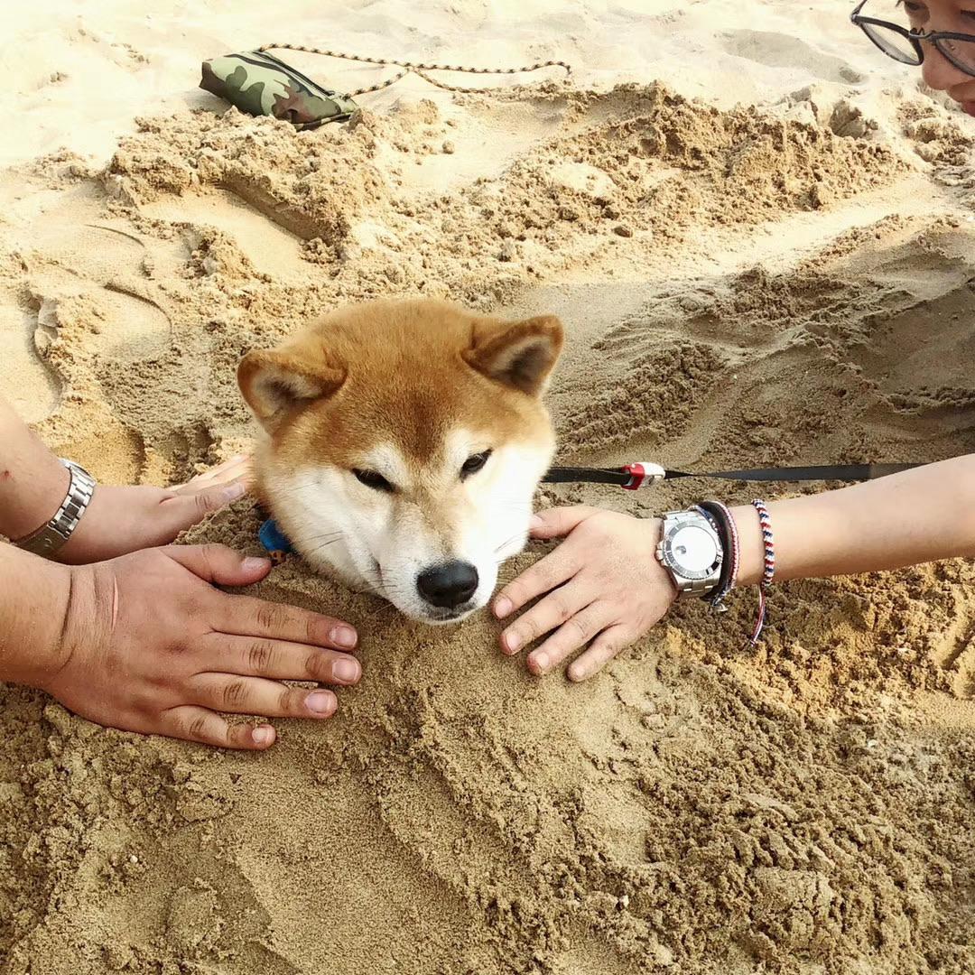 Shiba Inu Loses 14% In Last 7 Days  Will The Misery Worsen?