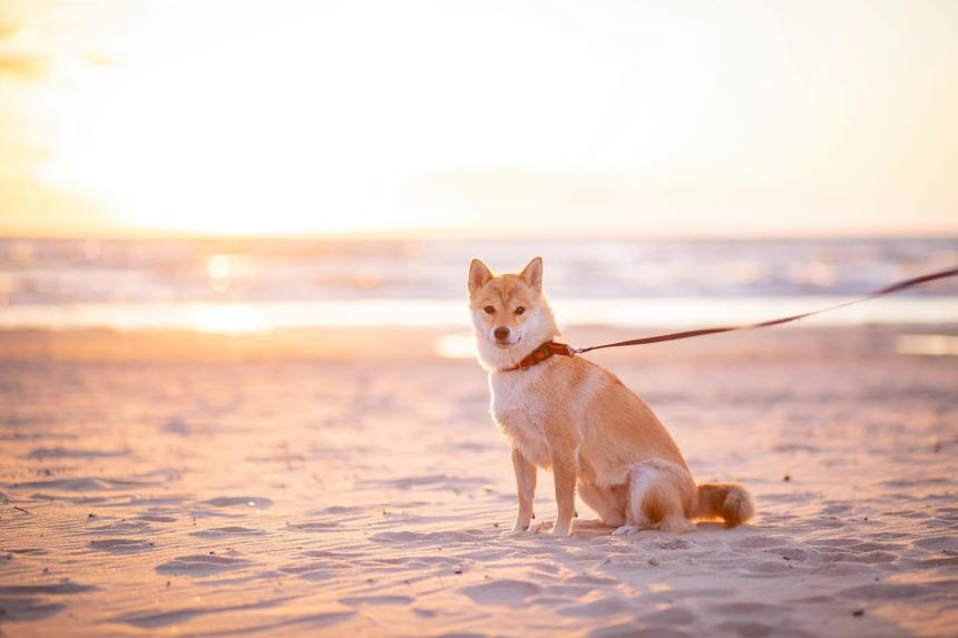 Shiba Inu