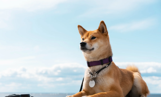 Dogecoin Price Hits New 2024 High