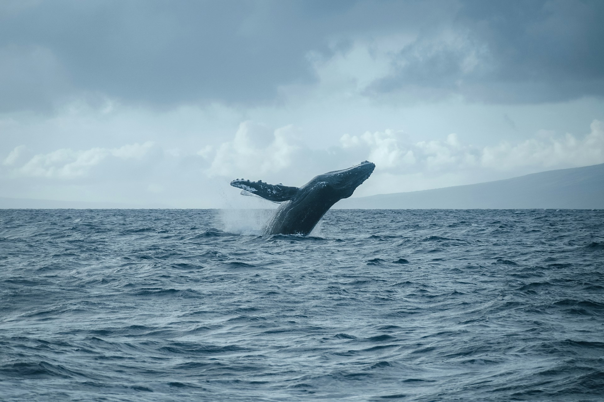 Bitcoin Whales Playing It Safe? Addresses Holding 1,000+ BTC Decline Ahead Of US Elections