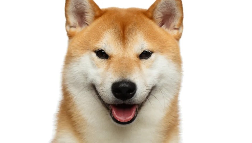 Shiba Inu